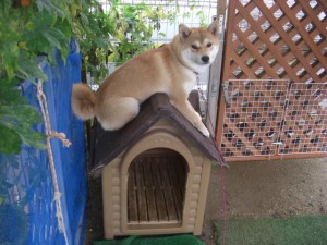 獣害対策犬として働く保護犬達のために犬舎の屋根を新調したい